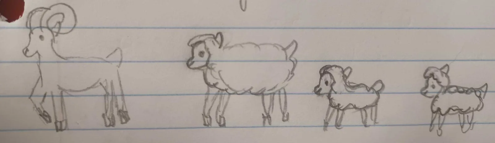 Sheep